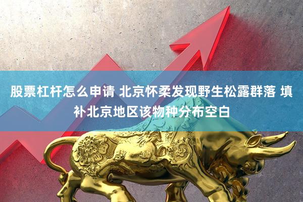 股票杠杆怎么申请 北京怀柔发现野生松露群落 填补北京地区该物种分布空白